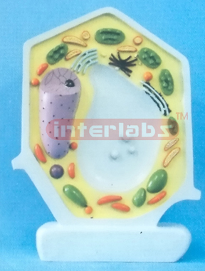 PLANT CELL MODEL